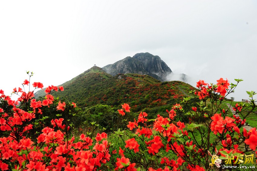 姑婆山杜鹃花